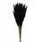 Pluma Decorativa - Black - Small Pampas Grass - 50/60cm long, approx. 20pcs per pk