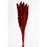 Pluma Decorativa - Red - Small Pampas Grass - 50/60cm long, approx. 20pcs per pk