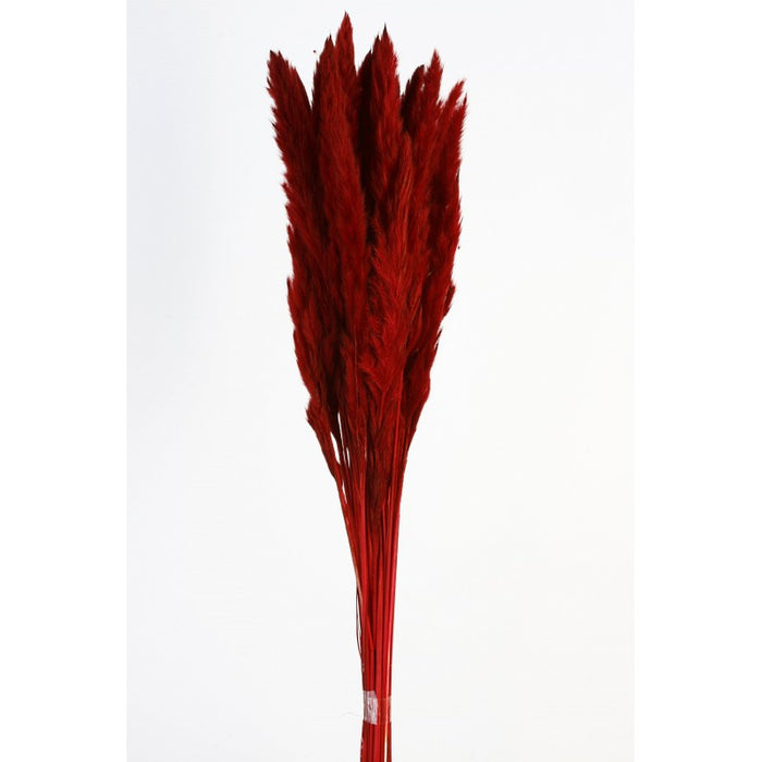 Pluma Decorativa - Red - Small Pampas Grass - 50/60cm long, approx. 20pcs per pk