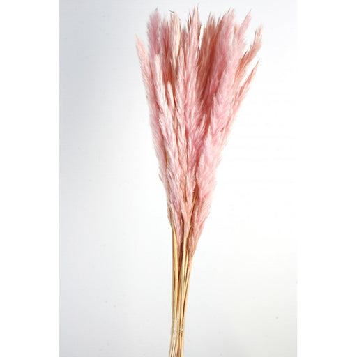 Pluma Decorativa - Pink - Small Pampas Grass - 50/60cm long, approx. 20pcs per pk