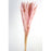 Pluma Decorativa - Pink - Small Pampas Grass - 50/60cm long, approx. 20pcs per pk