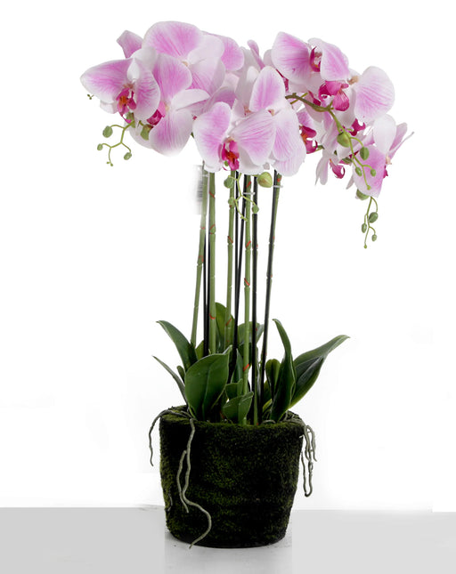 Purple/White  Real Touch Potted Orchid Plant in Moss Style Pot x 60cm