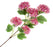 6 Head Snowball Viburnum Spray x 96cm - Hot Pink