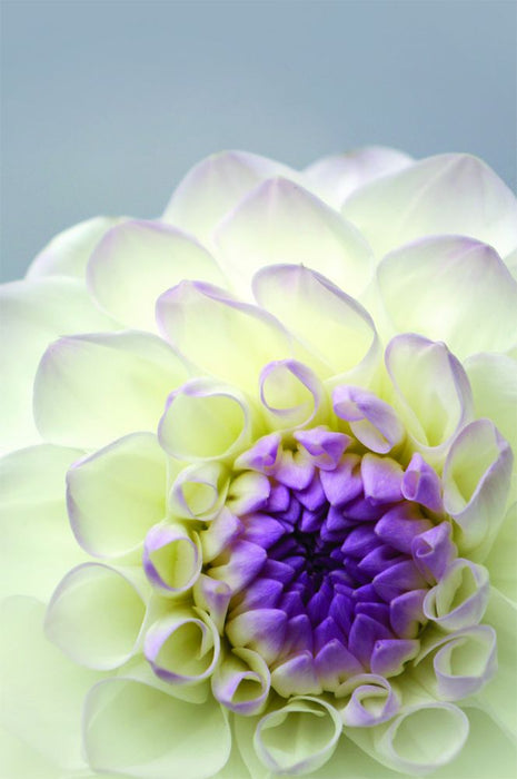 Folded Florist Cards - Blank Ivory & Lilac Dahlia