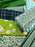 FAT QUARTER “Green” Polycotton Fabric selected randomly-no design