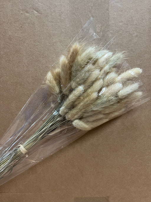 Dried Bunny Tail Bunch x 45cm - Natural