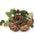 Peony & Hydrangea Bush x 28cm - Muted Pink/Brown/Olive
