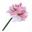 Single Amaryllis - White/Pink - 40cm long