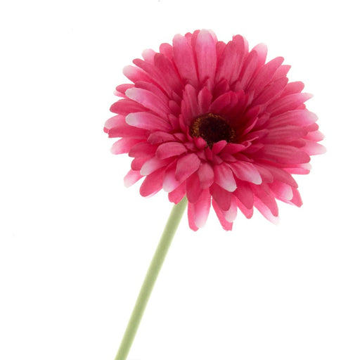 Single Gerbera Flower Stem x 60cm - Cerise Pink