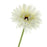 Single Gerbera Flower Stem x 60cm - Ivory