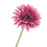 Single Gerbera Flower Stem x 60cm - Purple
