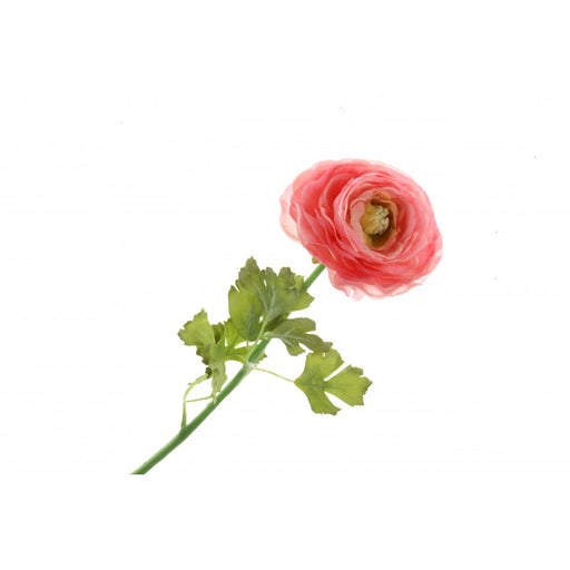 Single Stem Ranunculus Flower - 60cm long - Pink