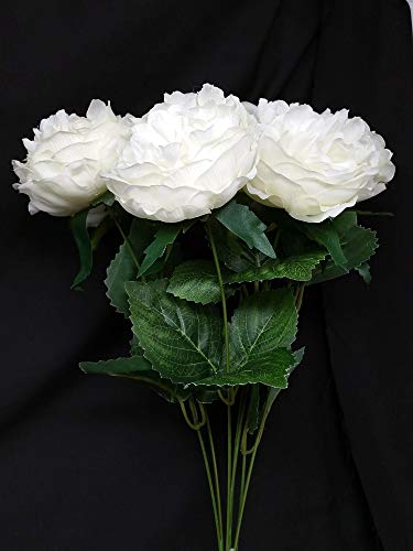 7 Head Austin Rose Bush x 45cm - Ivory