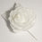 Garden Corsage Rose - White