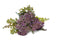 Berry Bundle - Lilac x 32cm
