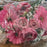 22 Stem Rose Gerbera & Ranunculus Flower Bush  - Coral/Pink