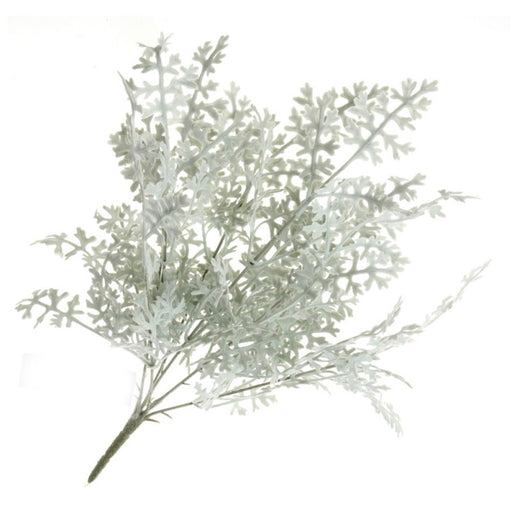 Senecio Cineraria Bush - Green/Grey (45cm long)