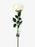 Austin Rose x 68cm - Single Stem - Cream