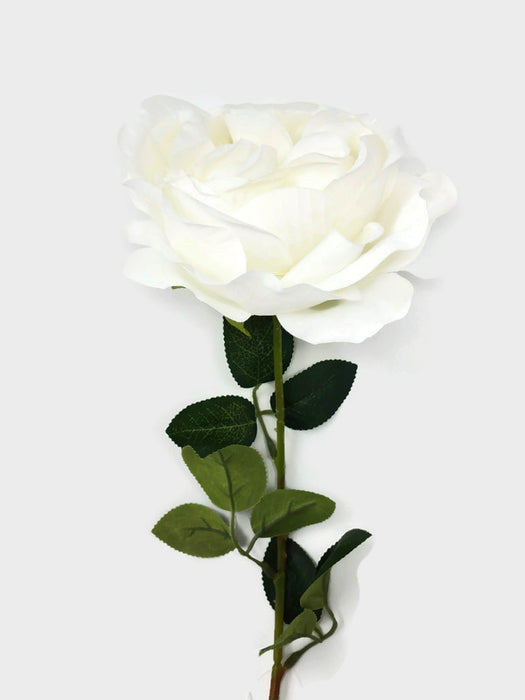 Austin Rose x 68cm - Single Stem - Ivory